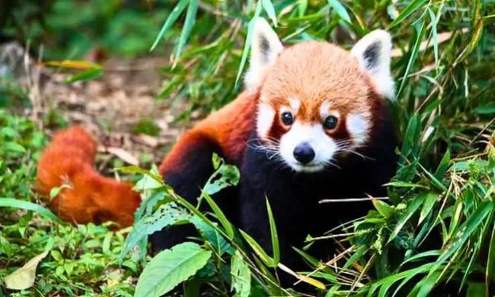 Flora and Fauna of Sikkim: What Lives Here and Where You Can Actually See It